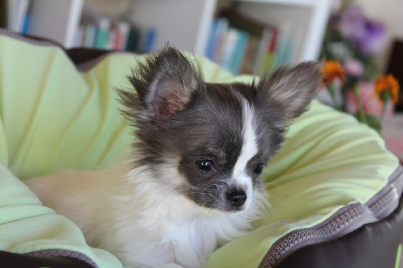 Ma surie millie Du Pays Imaginaire