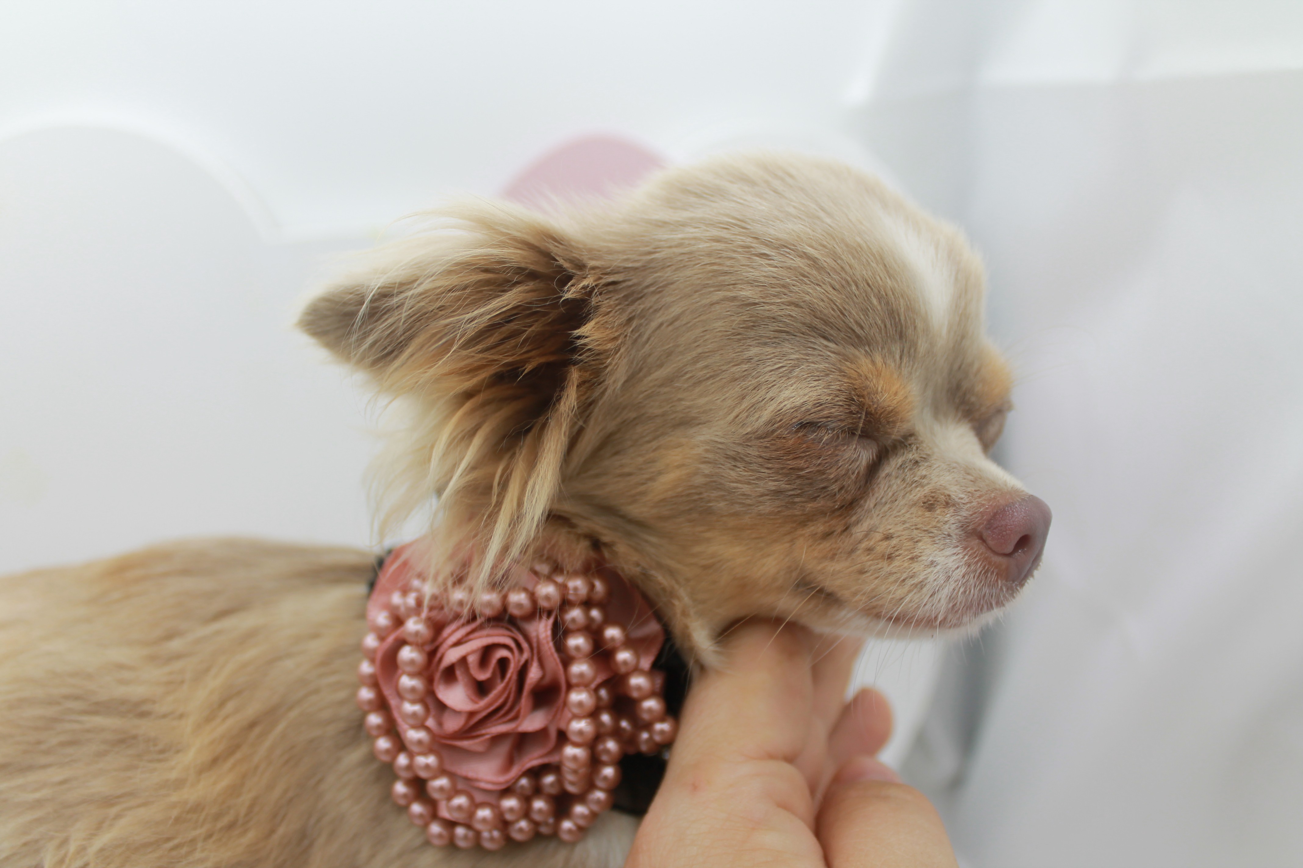 Lisa Des Minibouilles